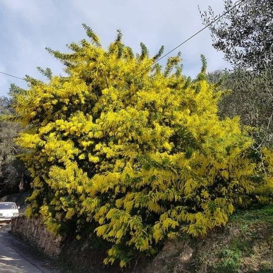 Spiti Melianou Lägenhet Agios Georgios Pagon Exteriör bild